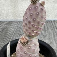 サボテン,花芽？,ゲオメトリクス,サボテン科,テフロカクタス属の画像