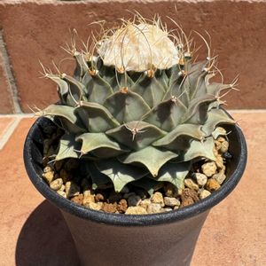 ハオルチア,多肉植物,ユーフォルビア,agave,アロエ属の画像