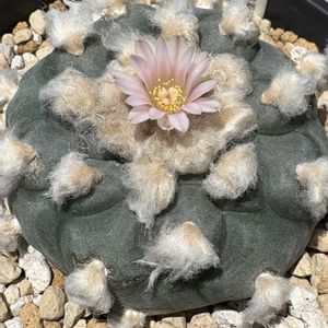 ハオルチア,多肉植物,ユーフォルビア,agave,アロエ属の画像
