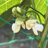 地植え,花のある暮らし,自家製野菜,綺麗,綺麗な色の画像