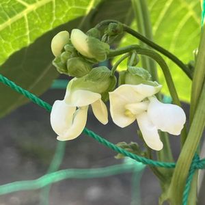 地植え,花のある暮らし,自家製野菜,綺麗,綺麗な色の画像