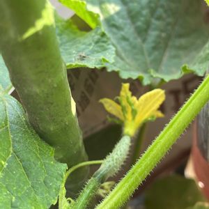 胡瓜,地植え,花のある暮らし,自家製野菜,綺麗の画像