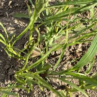 地植え,自家製野菜,綺麗な色,葉野菜,元気に育ててますよの画像