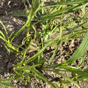 地植え,自家製野菜,綺麗な色,葉野菜,元気に育ててますよの画像