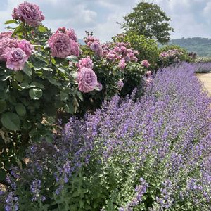 バラ,可愛い,お花大好き♡,花に癒される,いばらきフラワーパークの画像