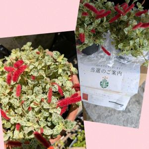 キャットテール バリエガータ,キャットテール バリエガータ,植木鉢,花いろいろ,バラと夢CLUBの画像