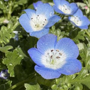 ネモフィラ,寄せ植え,プランター,瑠璃唐草（ルリカラクサ）,小さな庭の画像