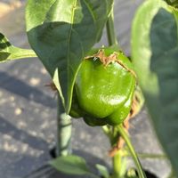 ピーマン,地植え,自家製野菜,綺麗,綺麗な色の画像