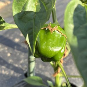 ピーマン,地植え,自家製野菜,綺麗,綺麗な色の画像