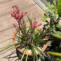 カンガルーポー,開花,庭の画像