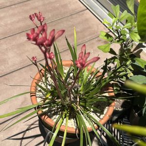 カンガルーポー,開花,庭の画像