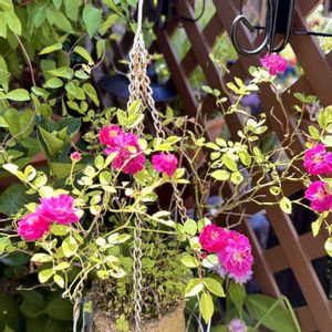 ミニバラ・スイートチャリオット,鉢植え,ガーデニング,ばら バラ 薔薇の画像