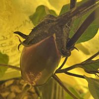 茄子,地植え,自家製野菜,綺麗な色,元気に育ててますよの画像