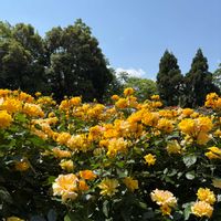 京都府立植物園,バラ園,薔薇♪,no green no life,サボテン多肉植物展の画像