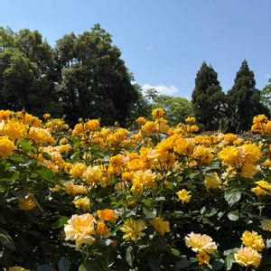 京都府立植物園,バラ園,薔薇♪,no green no life,サボテン多肉植物展の画像