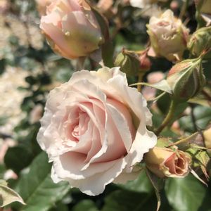バラ,バラ園,ばら バラ 薔薇,お出かけ先の画像