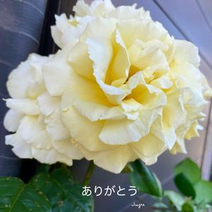 バラ,花のある暮らしの画像