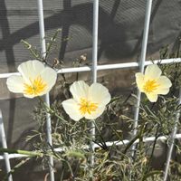 ハナビシソウの画像