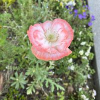 ニーレンべルキア,ラズベリーリップル,虞美人草フォーリンラブ,咲いた！,たねからの幸せの画像
