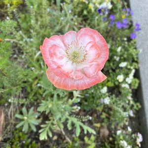 ニーレンべルキア,ラズベリーリップル,虞美人草フォーリンラブ,咲いた！,たねからの幸せの画像