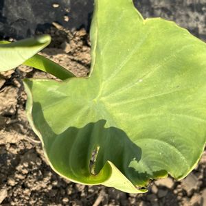 里芋,地植え,自家製野菜,元気に育ててますよ,家庭菜園の画像