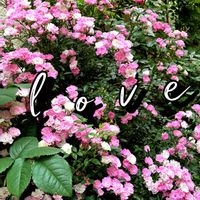 バラ,宇部小町,ピンクの花,花のある暮らし,小花好きの画像
