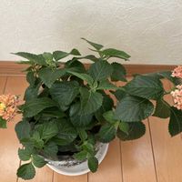 オレンジ,イエロー,窓辺の画像