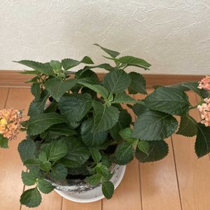 オレンジ,イエロー,窓辺の画像