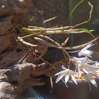 サボテン,セッコク,白檀,朧月(おぼろづき),黒斜子の画像