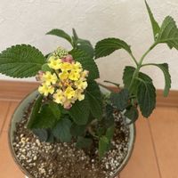 オレンジ,イエロー,窓辺の画像