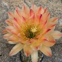 サボテン,花サボテン,サボテンの花,さぼてんの花の画像