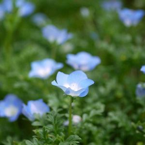ネモフィラ,ネモフィラ,ポティンテラ,鉢植え,可愛い〜♡の画像