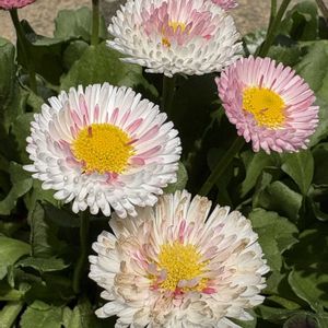 デイジー,寄せ植え,プランター,雛菊,小さな庭の画像