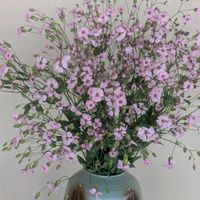 サポナリア,切り花,可愛い,頂き物,薄いピンクの花の画像