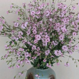 サポナリア,切り花,可愛い,頂き物,薄いピンクの花の画像