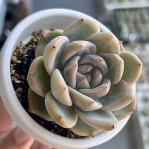 エケベリア,多肉植物,エケベリア属,多肉植物 エケベリア,ベランダ多肉の画像