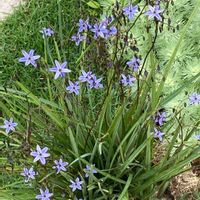 ルドベキア,ギボウシ（ホスタ）の花,ギボウシの蕾,ギボウシ 斑入り,ディアネラ・レボルタ　リトルレブの画像