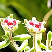 ドロサンテマム　ルビー,多肉植物,多肉のある暮らし,植中毒,タニラーの画像