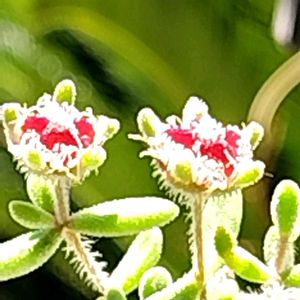 ドロサンテマム　ルビー,多肉植物,多肉のある暮らし,植中毒,タニラーの画像