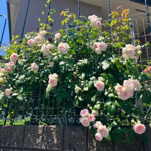 フランシスバーネット,花のある暮らし,バラ・ミニバラ,週末ガーデナー,みどりのある暮らしの画像