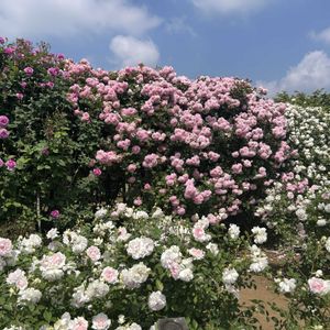 バラ,可愛い,お花大好き♡,花に癒される,いばらきフラワーパークの画像