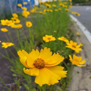 オオキンケイギク,雑草,可愛い,山野草,野草の画像
