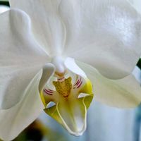 胡蝶蘭,花のある暮らし,植中毒,花自慢,花中毒の画像