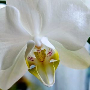 胡蝶蘭,花のある暮らし,植中毒,花自慢,花中毒の画像