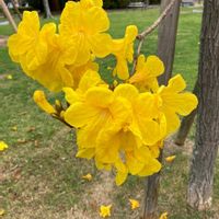 ガジュマル,胡蝶蘭,デンドロビューム,アボカド鉢植え,イぺーの画像