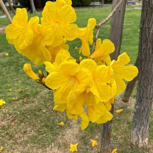 ガジュマル,胡蝶蘭,デンドロビューム,アボカド鉢植え,イぺーの画像