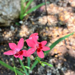 ヒメヒオウギ,ヒメヒオウギ,ヒオウギ,癒し,花のある暮らしの画像