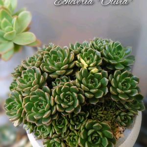 シナモン,ブルーエルフ,オリビア,多肉植物,育てやすい多肉植物の画像