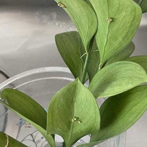マルバルスカス,水耕栽培,水挿し発根の画像