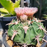 綾波,綾波,サボテンの花,トゲトゲ,さぼてんの画像